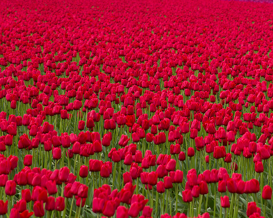 Spring blooms